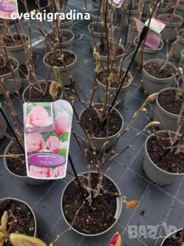 Magnolia Pink ice(Магнолия Розов лед)