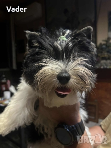 Бивер териери, снимка 6 - Други - 51737972