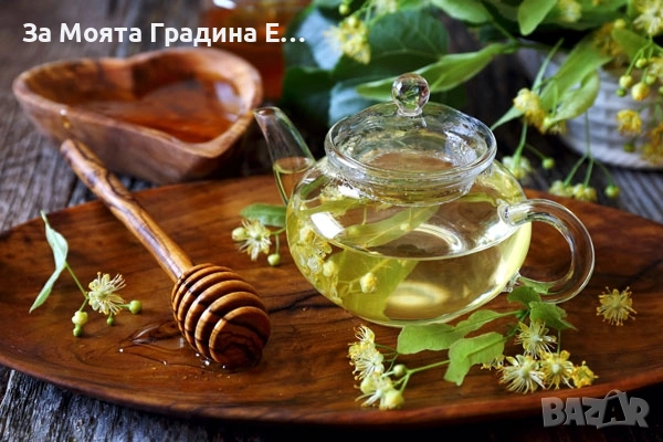 Липа , снимка 4 - Градински цветя и растения - 53750555