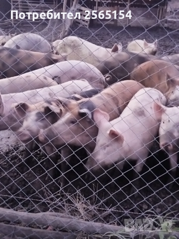 Прасета 120-130кг, снимка 3 - Прасета - 51960257