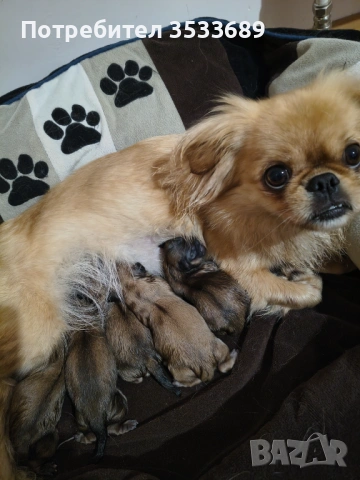 Продавам малки пекита