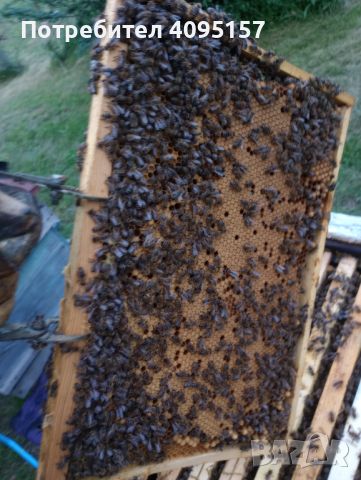 Пчелни отводки и семейства, снимка 2 - Други животни - 45697845