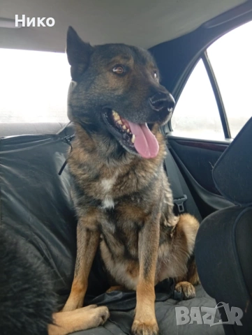 Женска немска овчарка, снимка 9 - Немска овчарка - 53155892