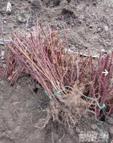 Продавам разсад малини сорт Херитидж, снимка 3 - Разсади - 51203461