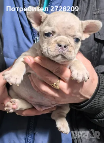 Френски булдог/French Bulldog , снимка 5 - Френски булдог - 48347355