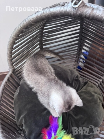 Британски / шотландски котенца , снимка 11 - Британска късокосместа - 53590580