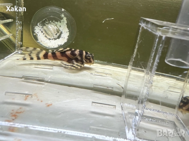 333-gold 3.5-4 см, снимка 2 - Рибки - 48769308