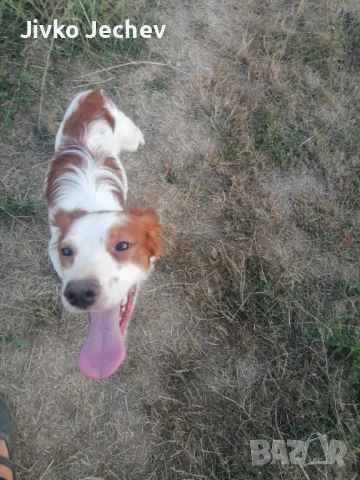 Кокер шпаньол 