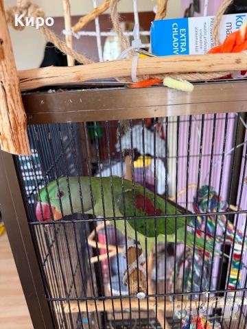 Голям Александър с клетка , снимка 5 - Папагали - 53729907
