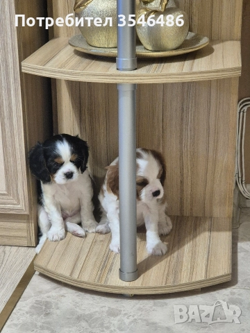 Кавалер Кинг Чарлз шпаньол 