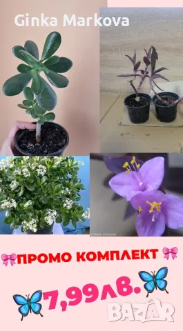 🎀🦋ПРОМО КОМПЛЕКТ🎀🦋, снимка 1 - Стайни растения - 49537035