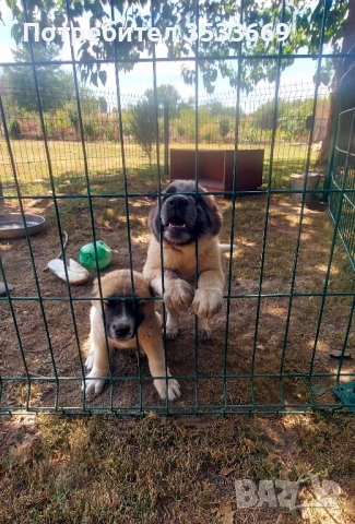 Кавказка овчарка, снимка 1