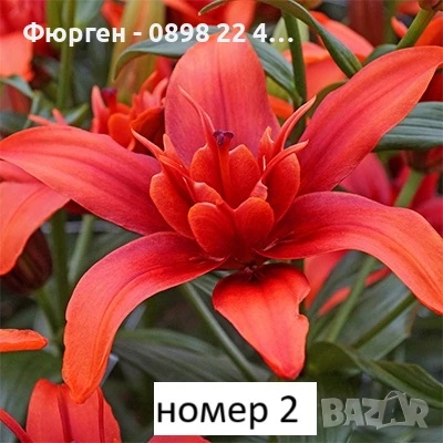 Лилиум в саксия Силно ароматен !, снимка 2 - Разсади - 50549559