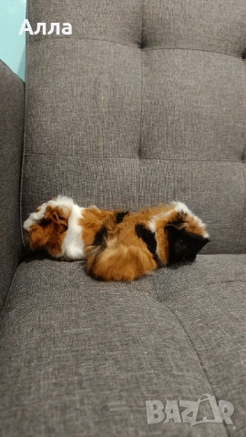 Морски свинчета , снимка 6 - Морски свинчета - 54080769