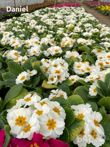 Иглика, снимка 8 - Градински цветя и растения - 53354409