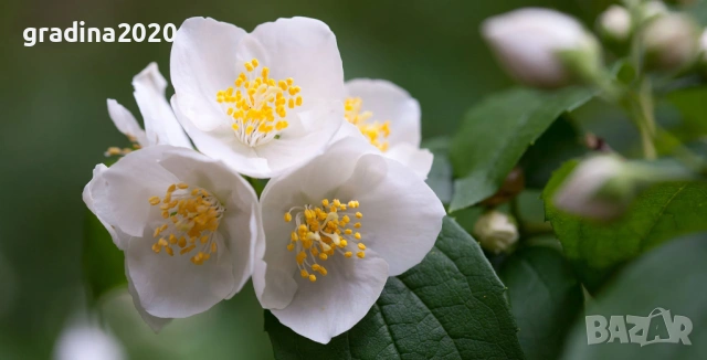 Филаделфус (Philadelphus),