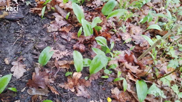   левурда ,луковици на цена от 1лев., снимка 1