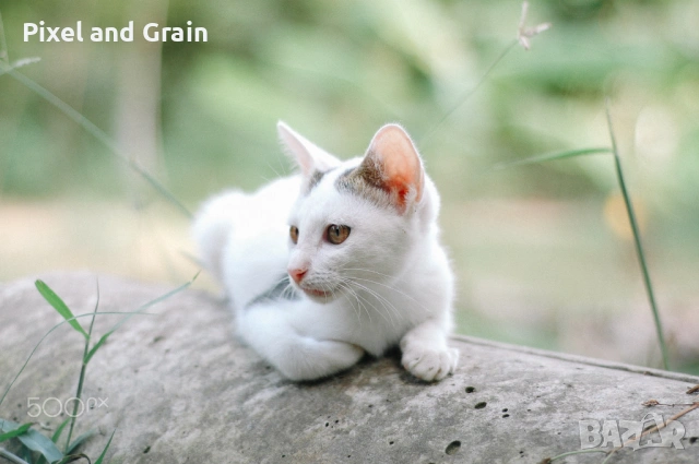 Nikon D70s фотоапарат + два обектива и аксесоари Никон, снимка 13 - Фотоапарати - 53668884