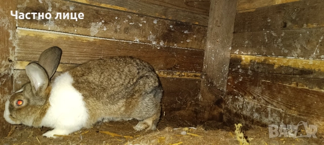 Продавам млад мъжки заек , снимка 2 - Други - 54028174