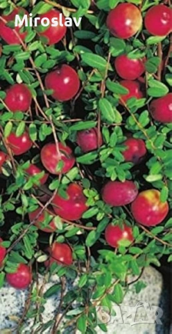 Червена Боровинка, снимка 5 - Градински цветя и растения - 54009213