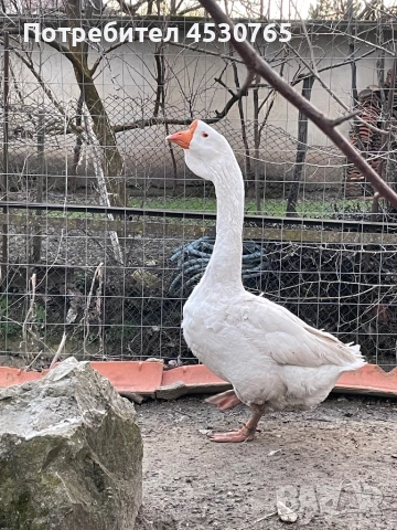 Мъжки Холмогорски Гъски, снимка 3 - Патици и гъски - 53677821
