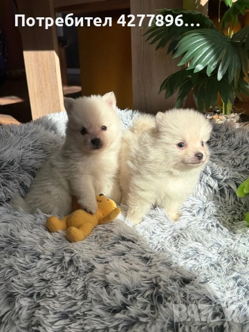 Померан, снимка 3 - Померан - 53784124
