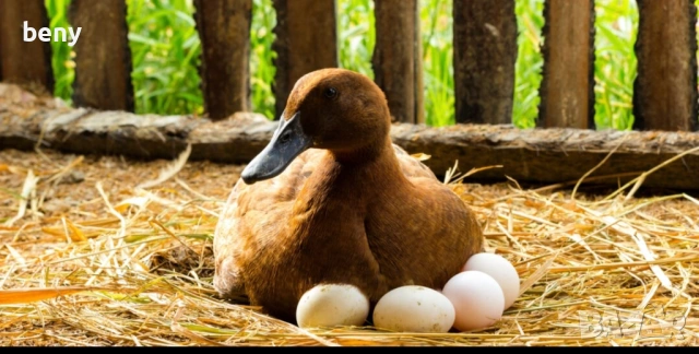 Продавам разплодни  яйца от Каки Кемпбъл и малки патета, снимка 5 - Патици и гъски - 52874486