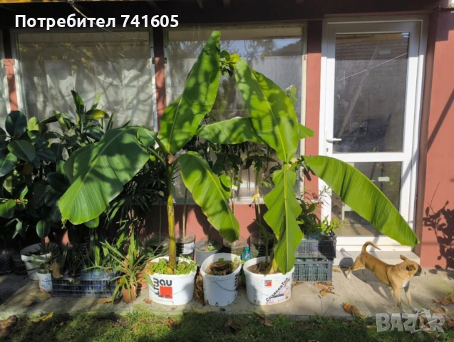 Бананови дръвчета студоустойчиви позходящи за земята екзотични бутаника