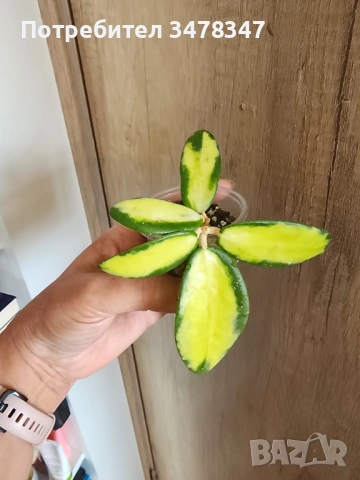 Хоя Verticillata/ex.Acuta variegata, снимка 2 - Стайни растения - 54287069