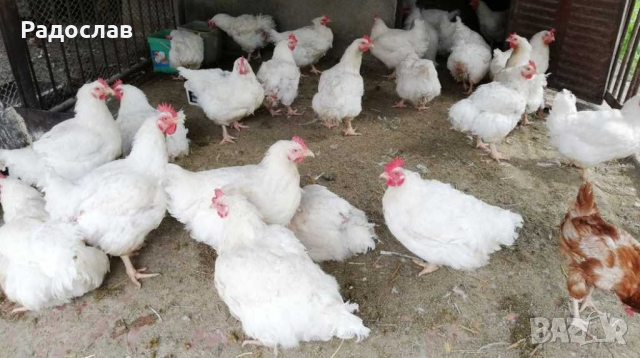 Петли Бройлери,петлета , яйца, носачки,ярки, месо,пилета,кокошки , снимка 2 - Кокошки и пуйки - 27686230