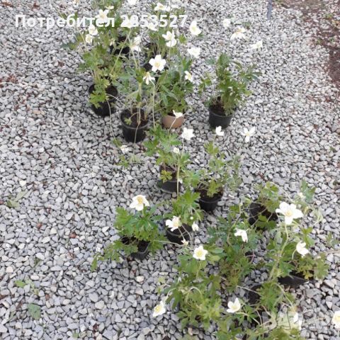 Анемоне бяло /3 бр., снимка 3 - Градински цветя и растения - 44986026