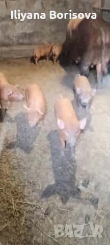 Прасенца на 40дни