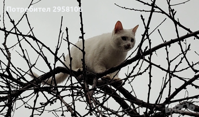 бяло коте, британска късокосмест, 9 мес., снимка 8 - Британска късокосместа - 53301077