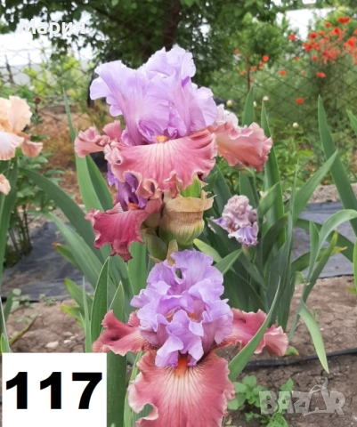 Сортови вискоки ириси /брадати ириси, снимка 18 - Сортови семена и луковици - 46410355