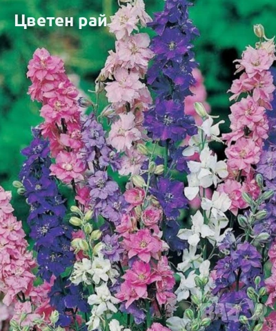 Разсад Ралица в саксия 2€брой саксия 