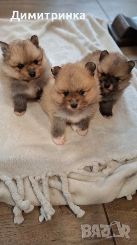 Мъжки немски шпицове