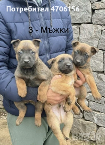 Белгийски овчарки 