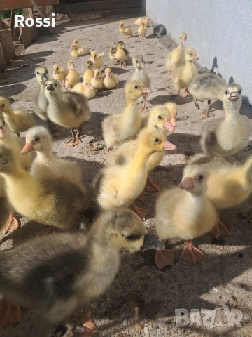 НеМи патета и ГъСета, снимка 3 - Патици и гъски - 54136349