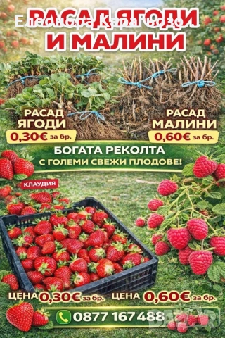 Разсад ягоди и малини
