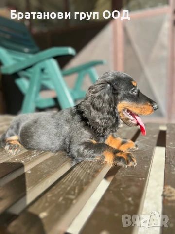 Дългокосмест Дакел