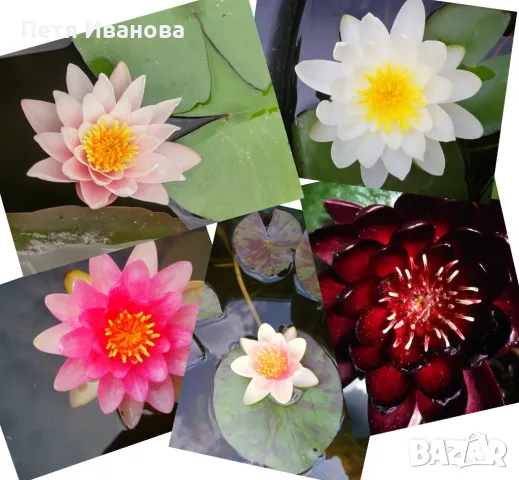 Водна лилия , снимка 1
