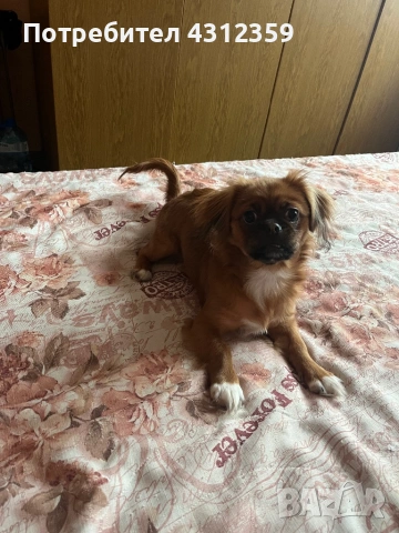 Пекинез с всички ваксини,чип и паспорт, снимка 2 - Пекинез - 53846442