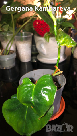 Philodendron Lupinum 