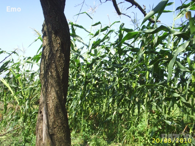 дворно  място село Аврен обл Варна