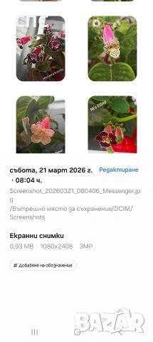 Продавам ризоми на колерии 