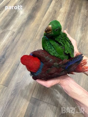 Ръчно хранени папагали Еклектус, снимка 2 - Папагали - 46122781