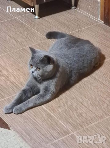 Британска късокосместа котка, снимка 4 - Британска късокосместа - 45148433