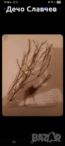 Хербарии за ЛТУ или друг университет , снимка 2 - Ученически пособия, канцеларски материали - 54224038