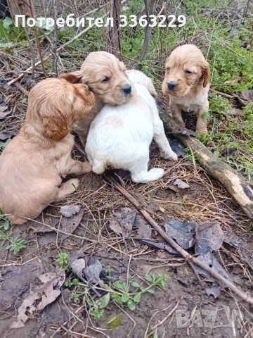 Продавам , снимка 4 - Кокер шпаньол - 52793022