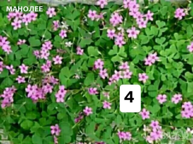 Цветя - 10 НЕЗАСАДЕНИ КОРЕНА В ЕДИН ПАКЕТ /видове по избор/ ЗА 20 ЛВ., снимка 5 - Градински цветя и растения - 51626278